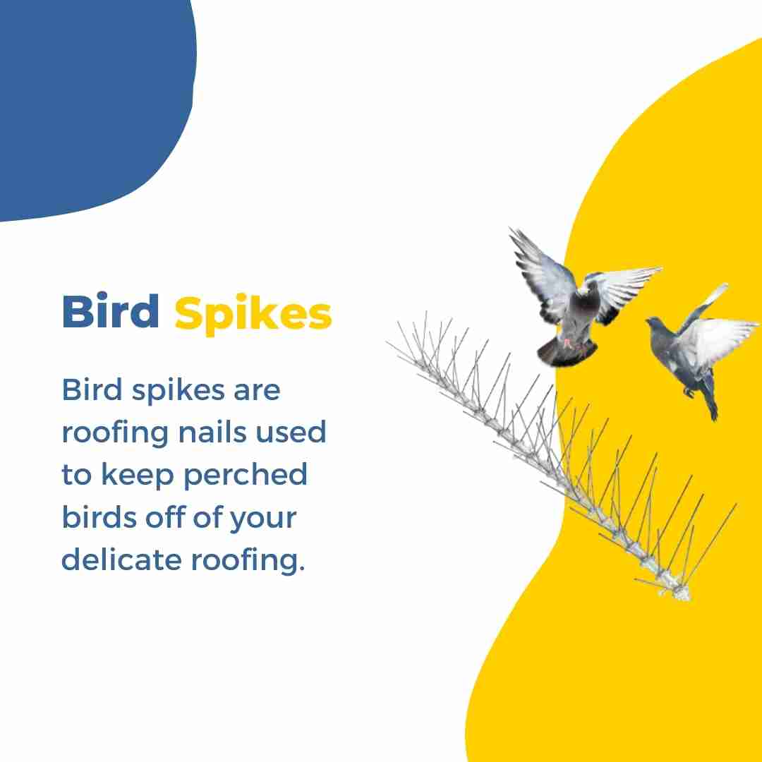 Bird Spikes
